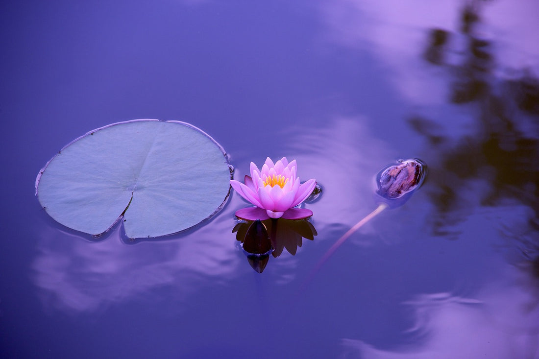 Symbolisme du Lotus